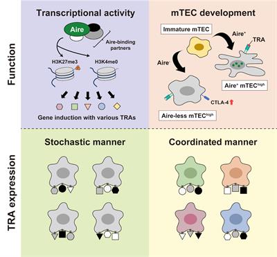 Revisiting Aire and tissue-restricted antigens at single-cell resolution